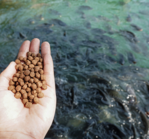Nanofeed for Aquatic & Terrestrial Organisms