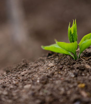 Nano Fertilizers vs Traditional Fertilizers: Complete Guide